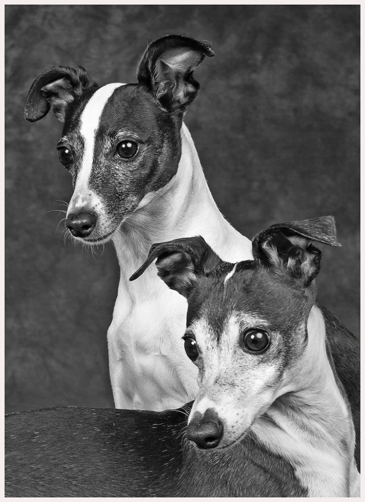 Italian Greyhounds - Terry Tuttle